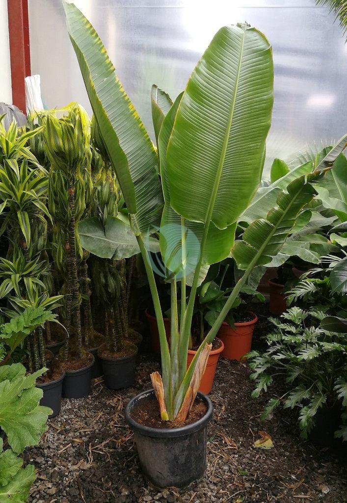 arbre-du-voyageur-ravenala-clorofila-3