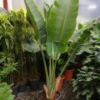 Latania lontaroides (Latanier rouge) – Image 3