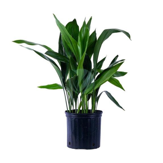 aspidistra-5