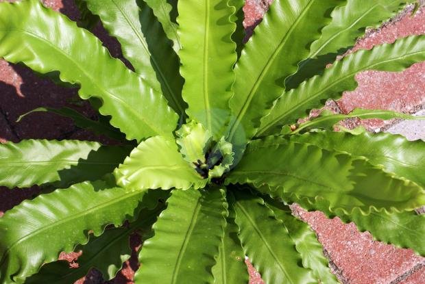 asplenium-spp-3