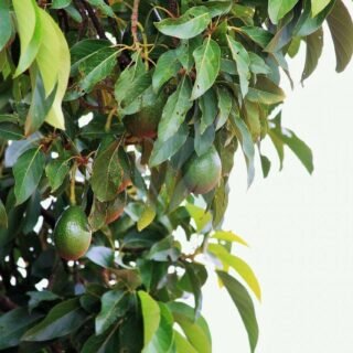 avocatier-320×320-33