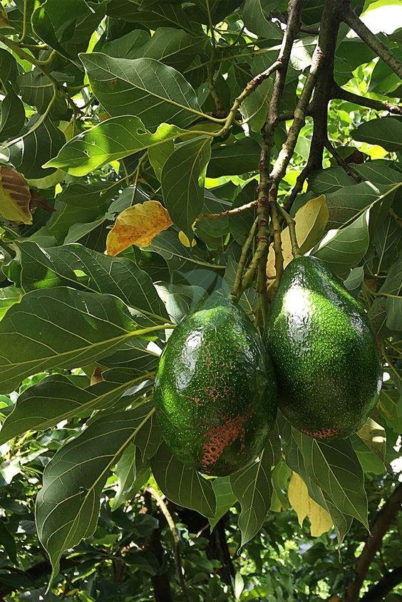 avocatier-fuerte-clorofila-2