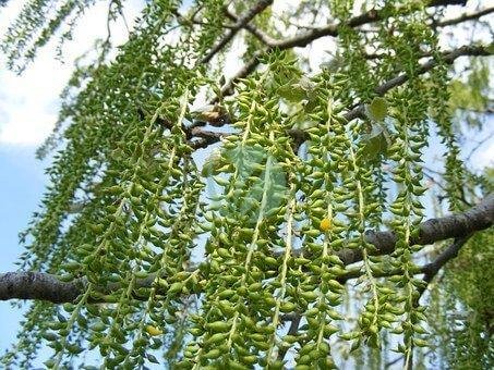 babylonica-88528__340-1