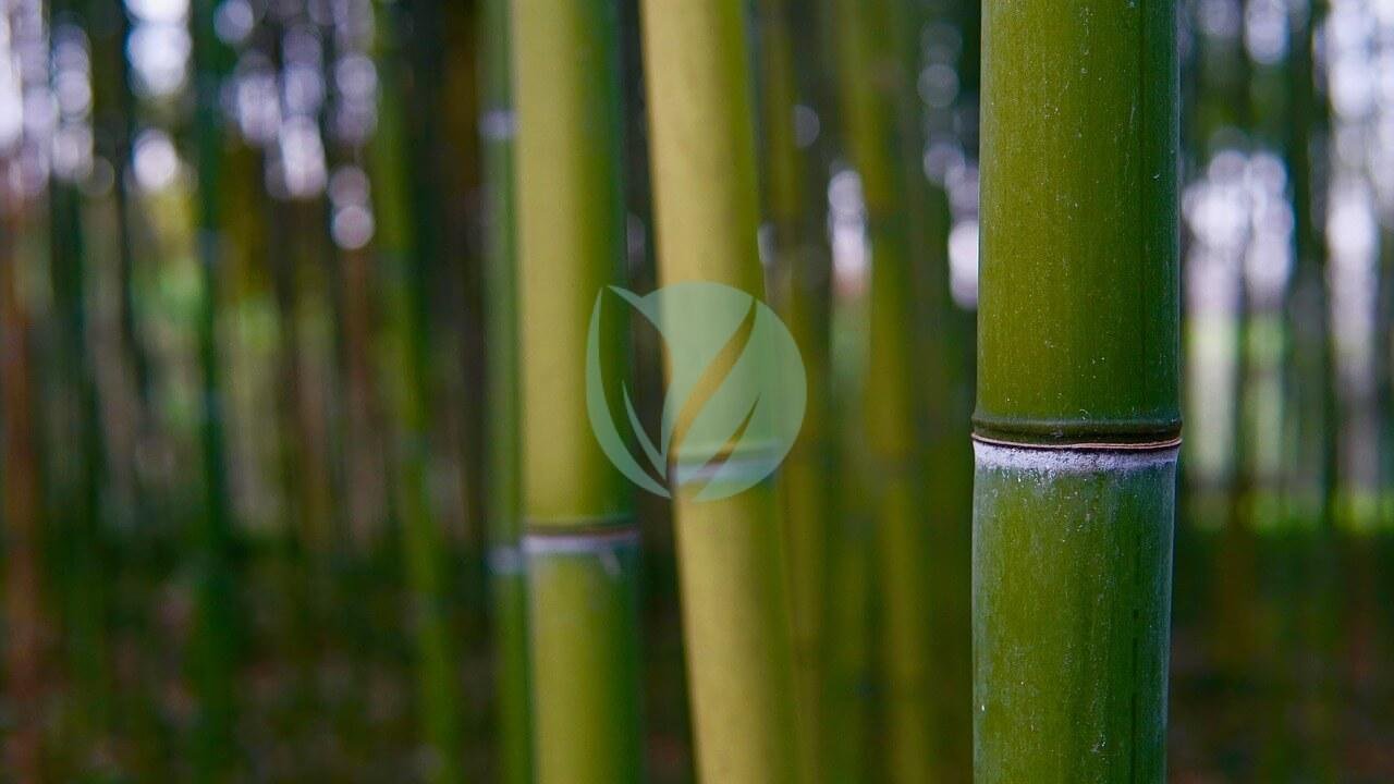 bamboo-4088009_1280-1-3
