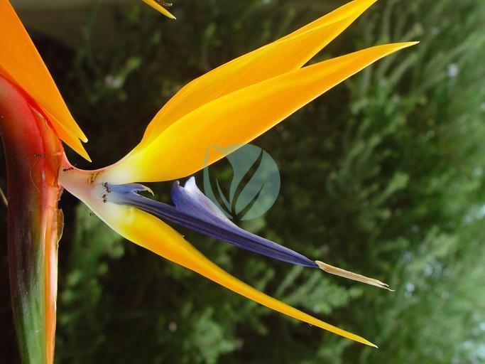 Strelitzia augusta ( faux bananier ) - الصورة 3