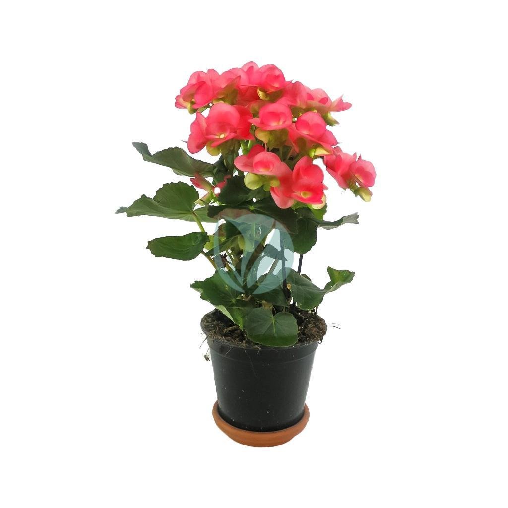 begonia-elatior-maroc-clorofila-1-3