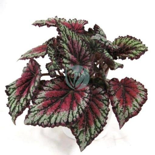 begonia-royal-maroc-clorofila-3