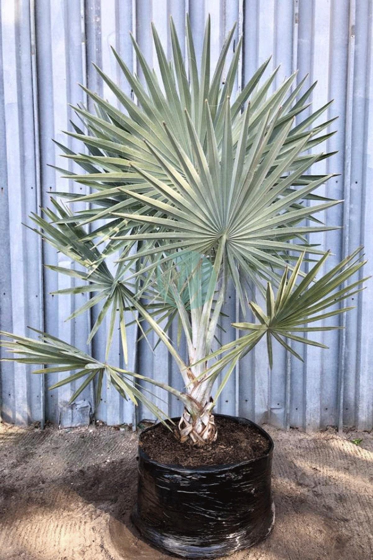 bismarckia-nobilis-maroc