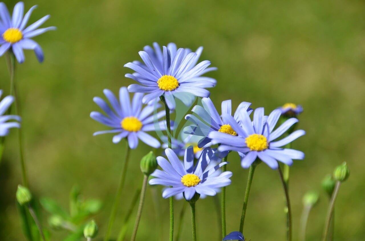 blue-felicia-daisy-1292090_1280