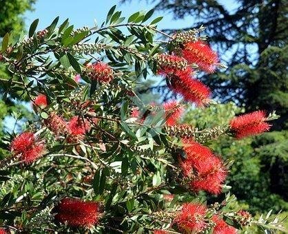 bottlebrush-2409374__340-1