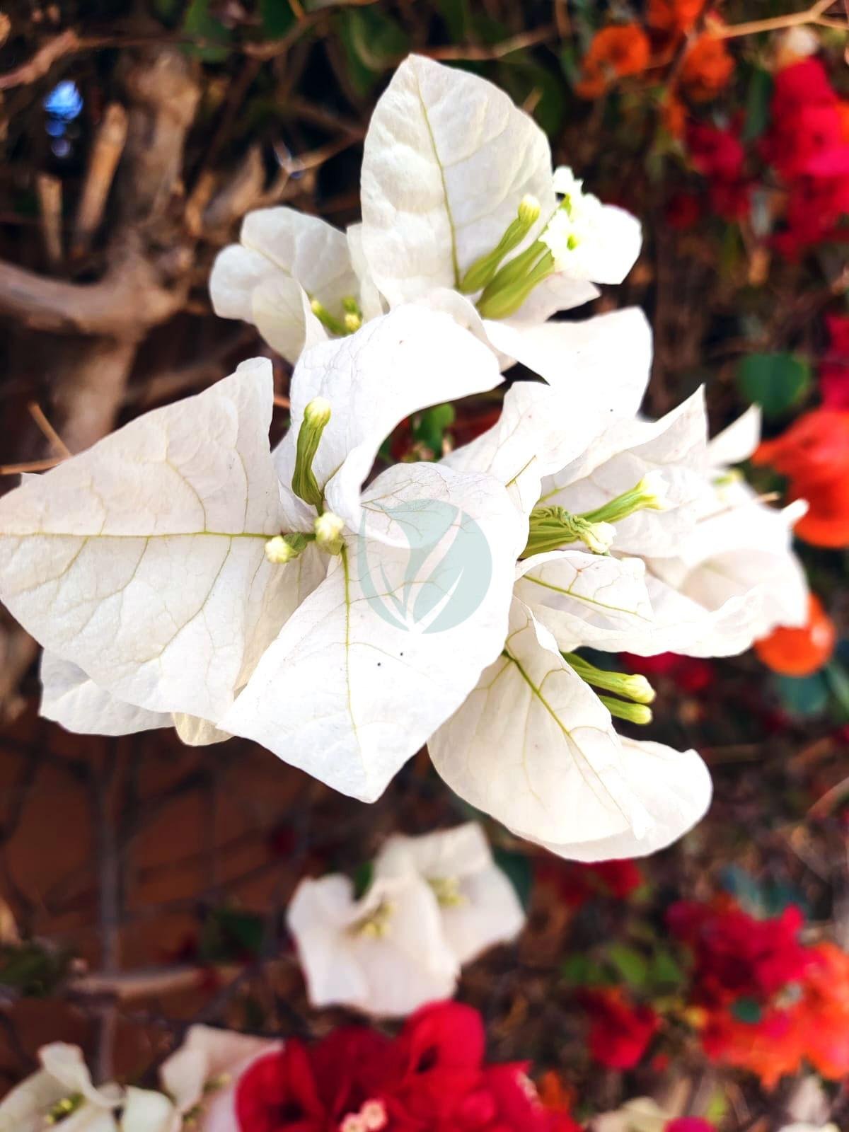 bougainvillier-blanc-1