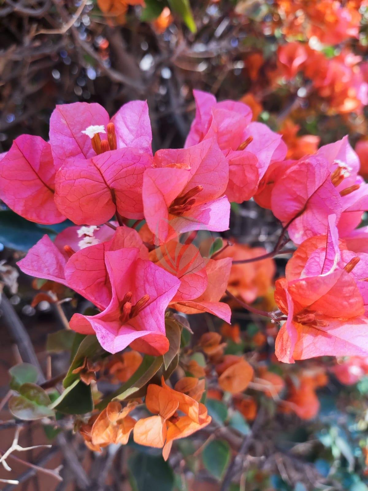 Bougainvillier (couleurs) - الصورة 5