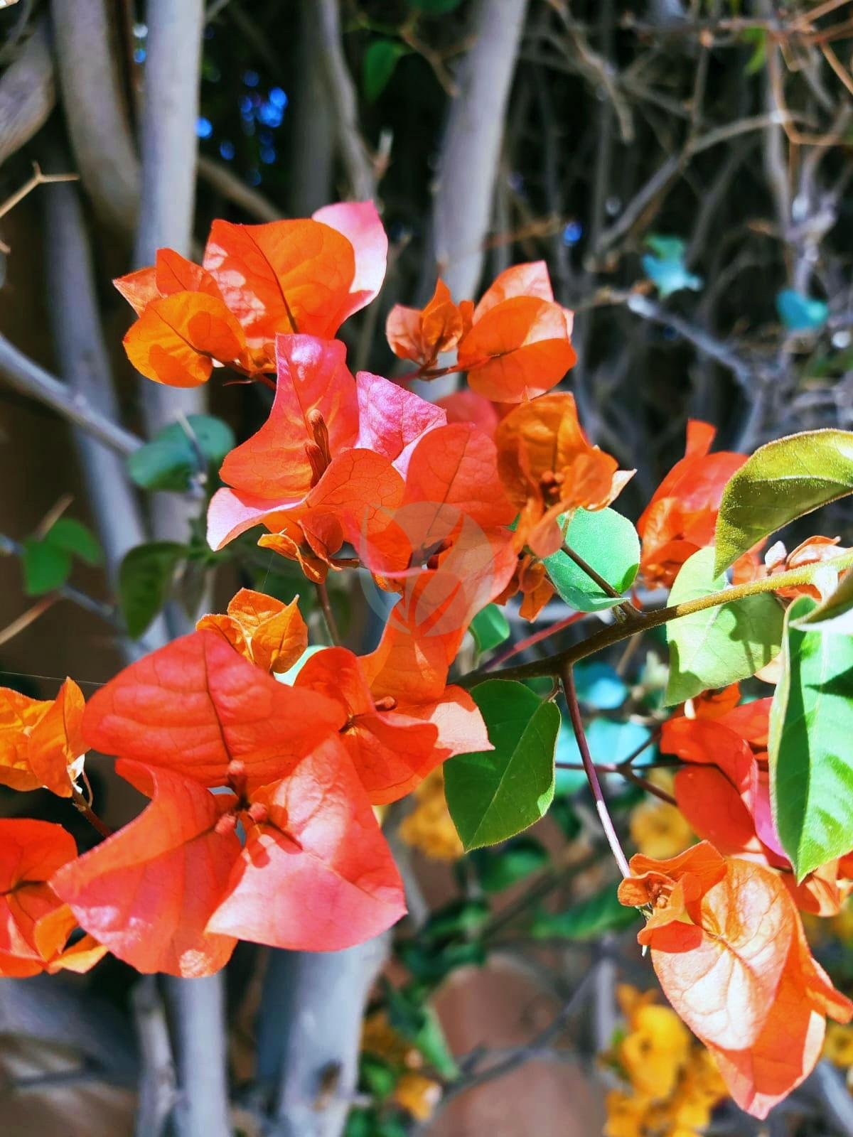 Bougainvillier (couleurs) - الصورة 4