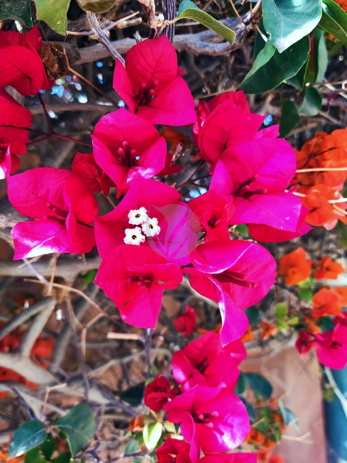 Bougainvillier (couleurs) - الصورة 3