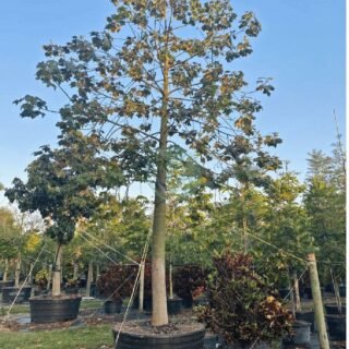 Pommier Golden – Image 3