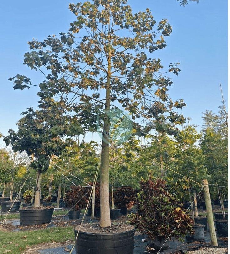 brachychiton-discolor-maroc-pepiniere