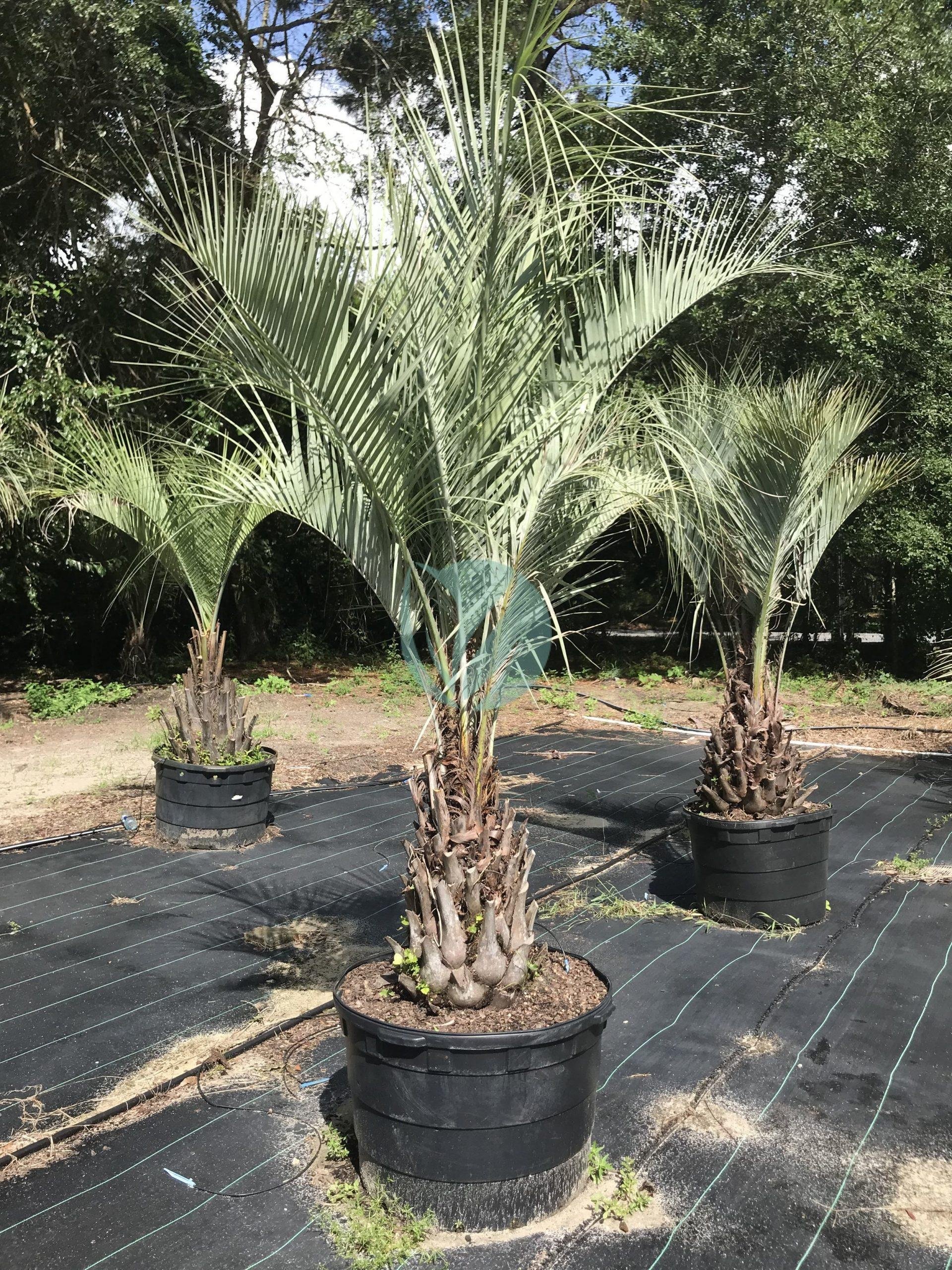 Butia capitata (arbre à laque) – Image 3