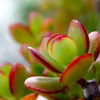 Agave attenuata - الصورة 3