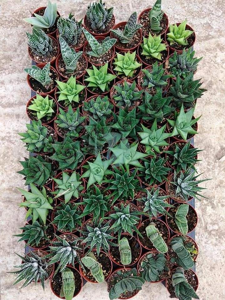 cactus-maroc-clorofila-3-3