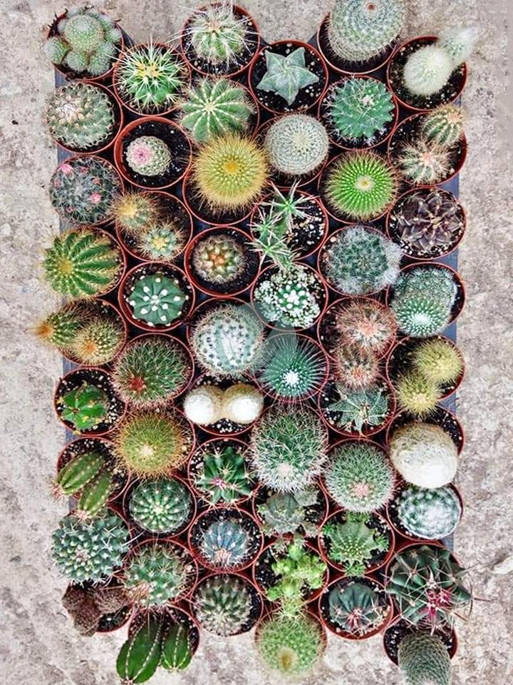 cactus-maroc-clorofila-7