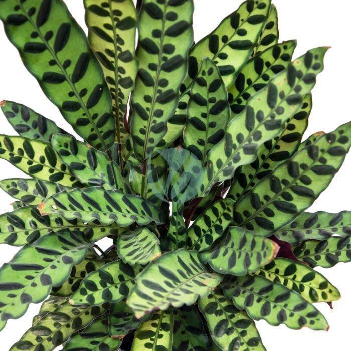 calathea-lancifolia-clorofila-1-3