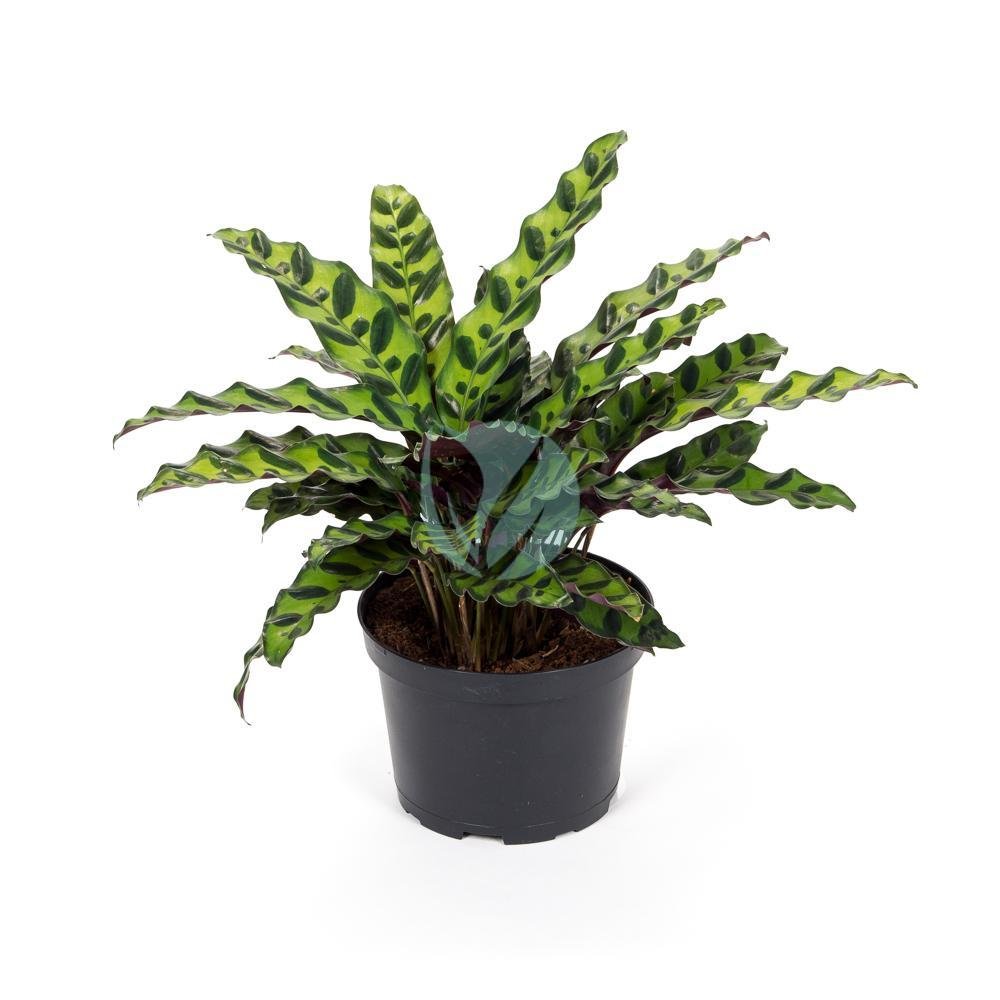 calathea-lancifolia-maroc-clorofila-1-3