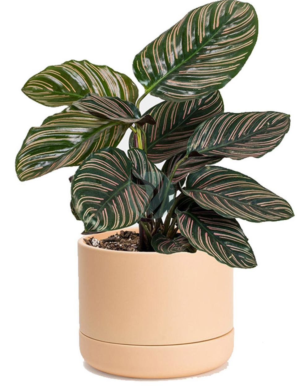 calathea-ornata-2-3
