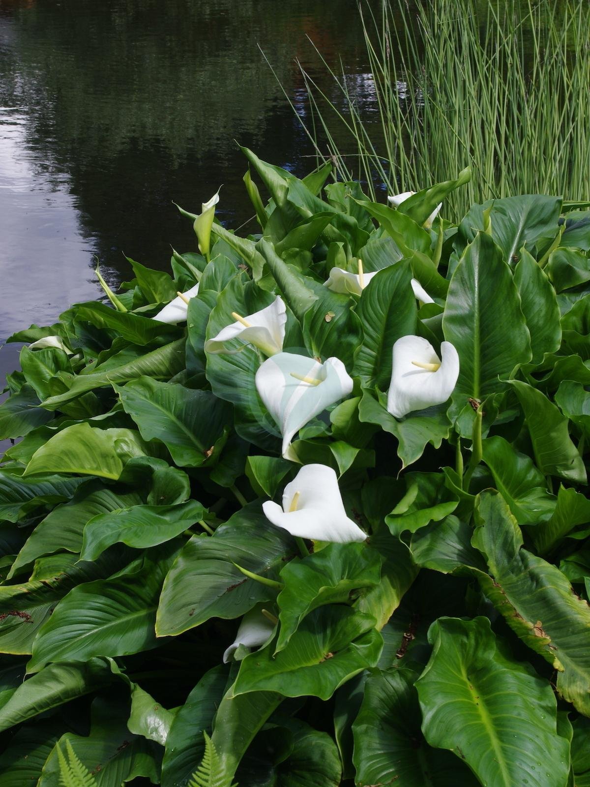 calla-aethiopica2-3