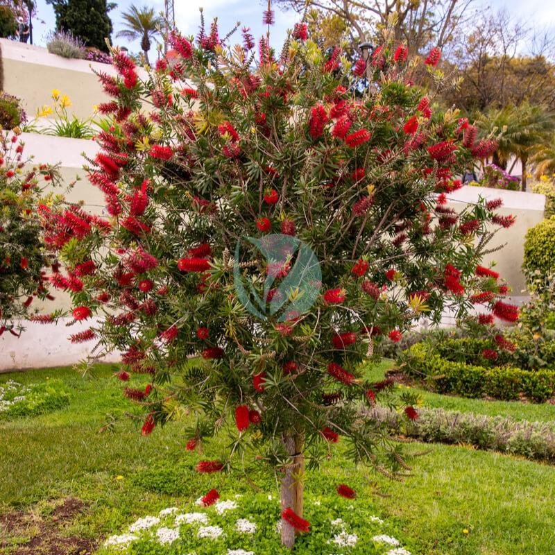 callistemon-citrinus-rince-bouteille-maroc