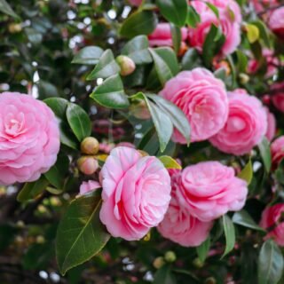 Atriplex semibaccata (Aurore australienne) – Image 3