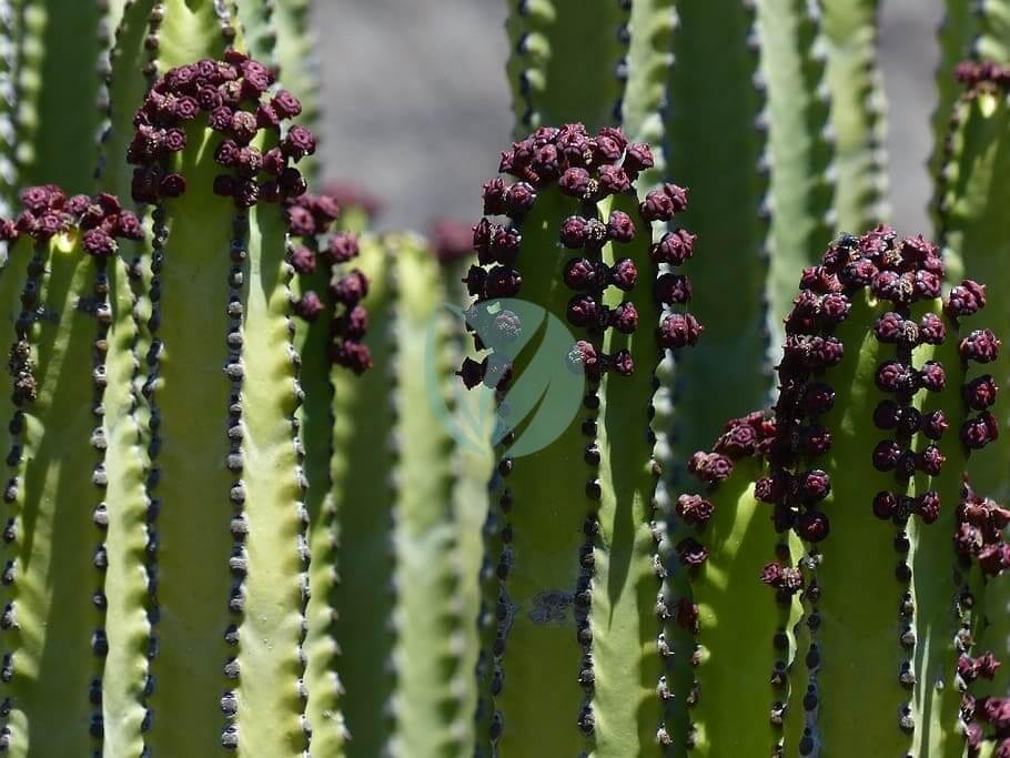 canarian-spurge-plant-euphorbia-canariensis-spurge-3