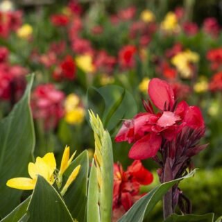 Philodendron selloum – Image 4