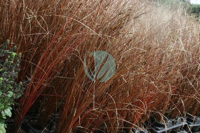 carex-buchananii-2-3