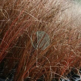 Carex vert - الصورة 3