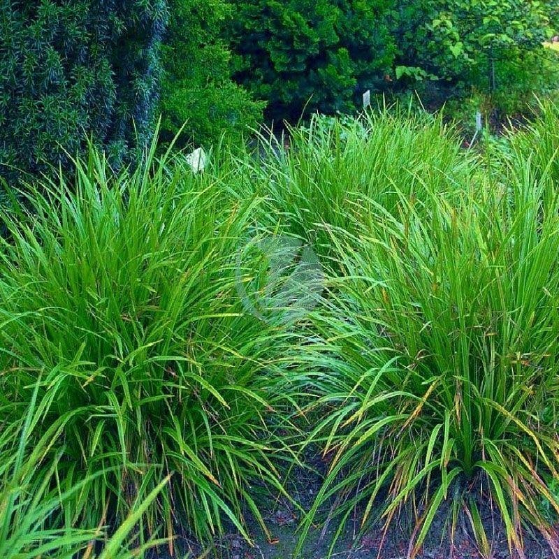 carex-green-img1-3