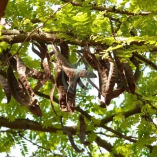 caroubier-1-320×320-7