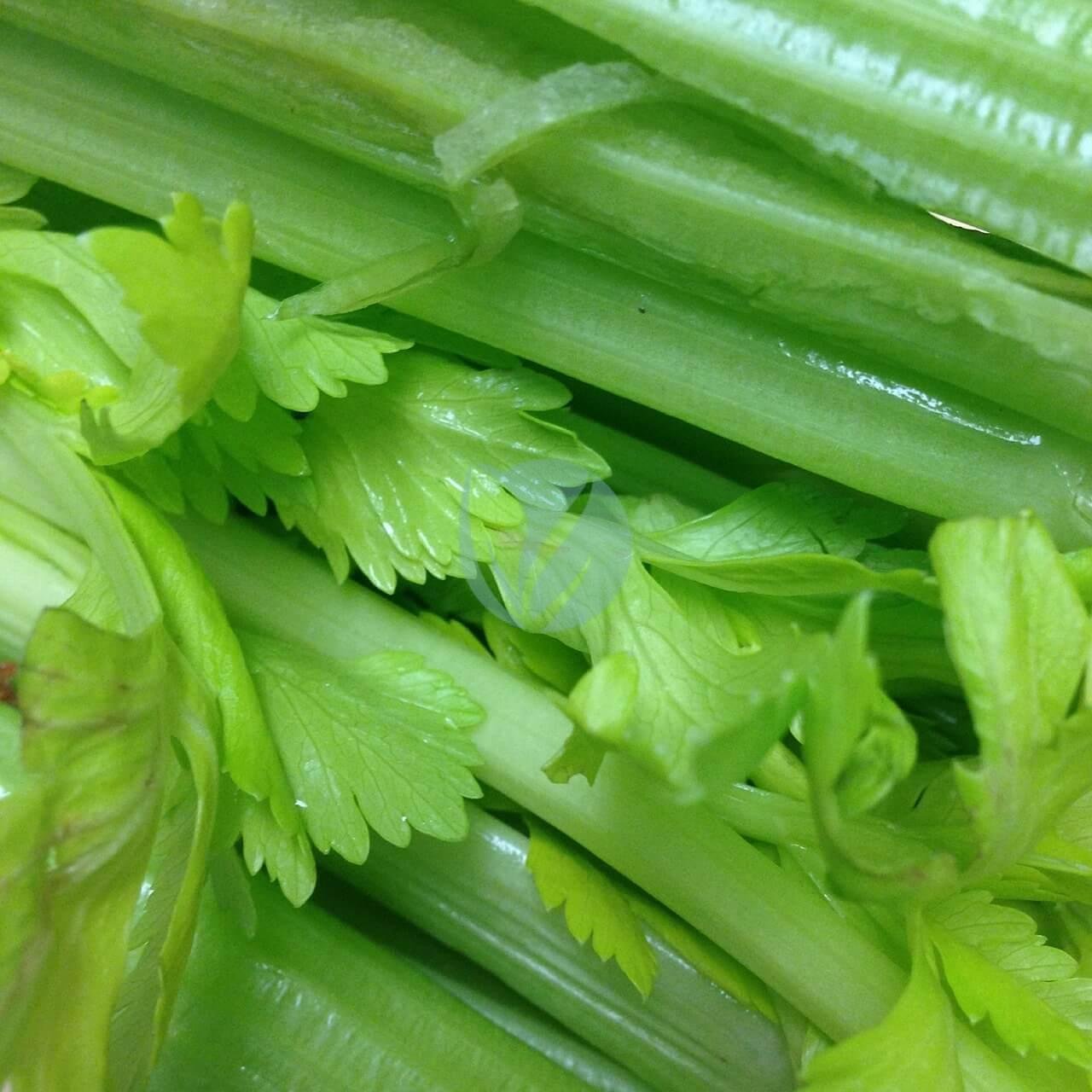 celery-383753_1280