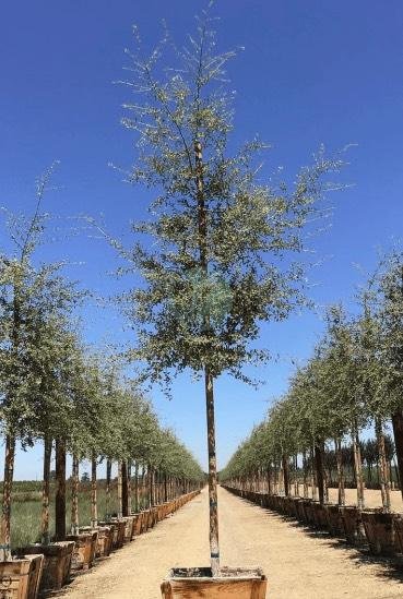 chene-liege-clorofila-3