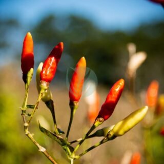 Myrte (Myrtus communis) – Image 4