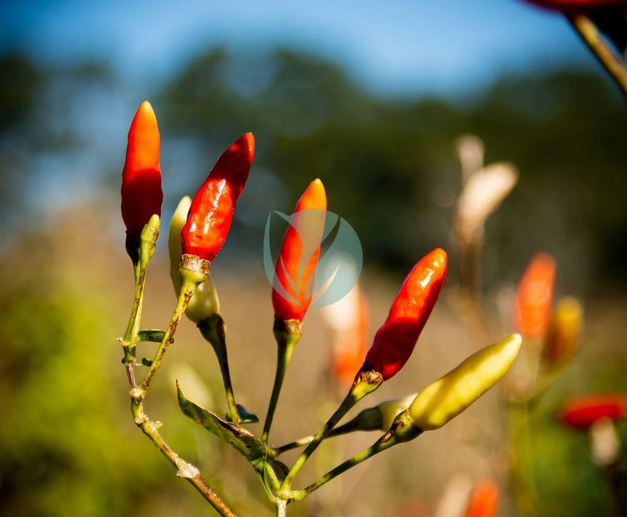 chilli-peppers-3902357_1280