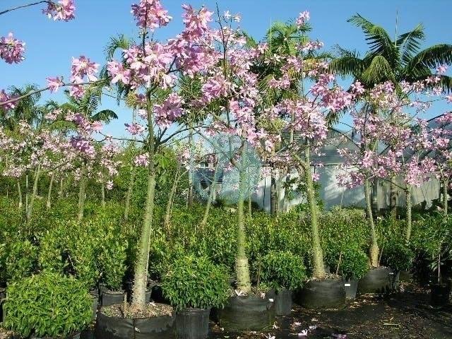 chorisia-speciosa-baton-ivre-maroc-2