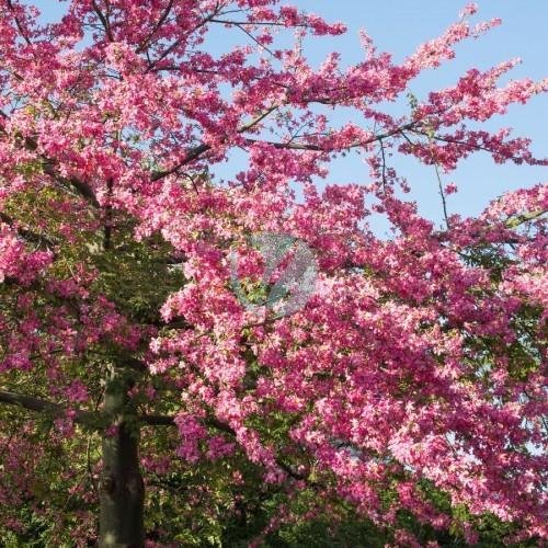 Chorisia speciosa (Bâton ivre) – Image 3