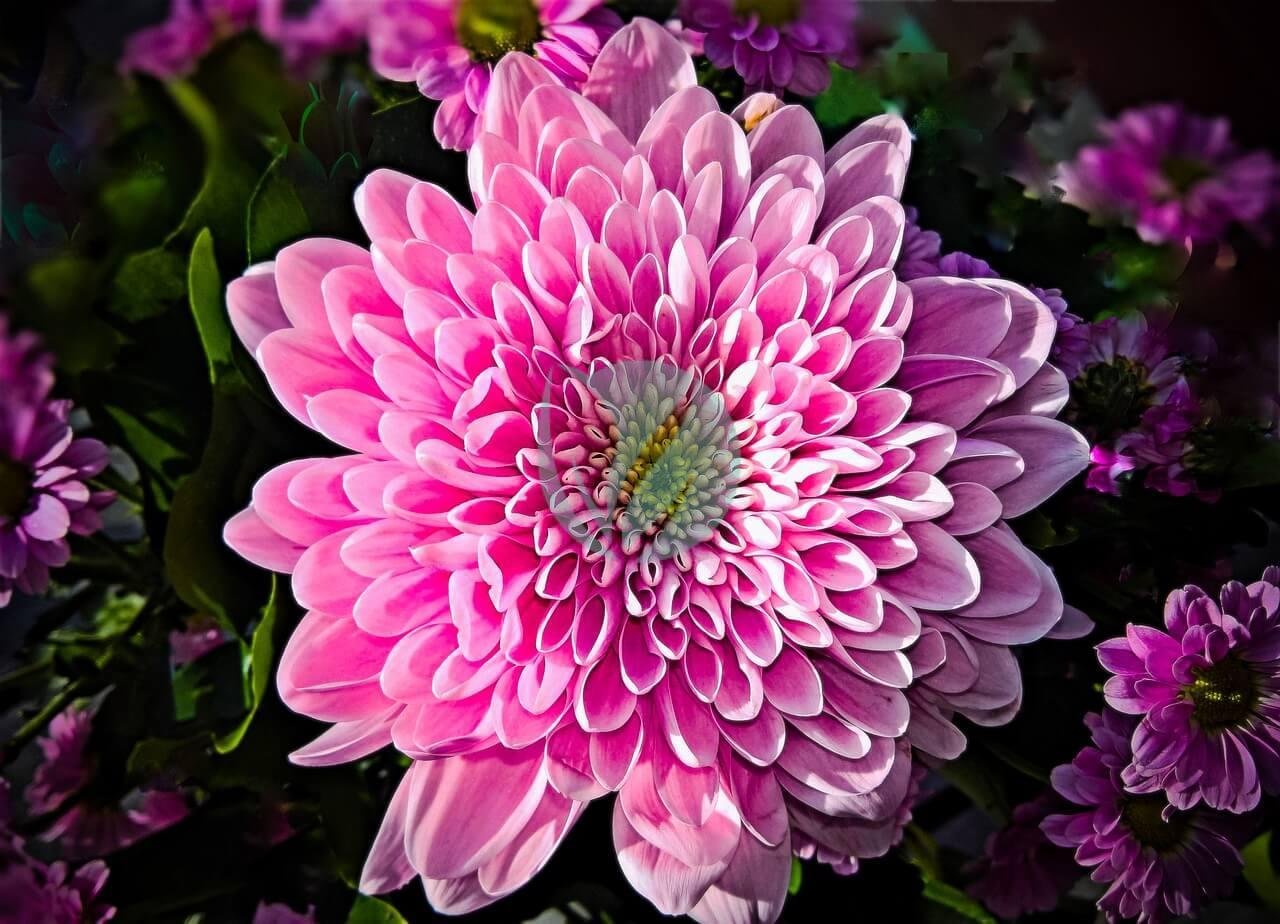 chrysanthemum-4594460_1280