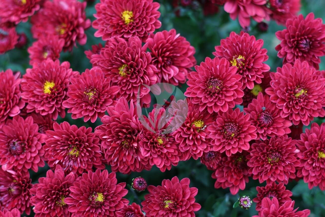 chrysanthemum-5236773_1280