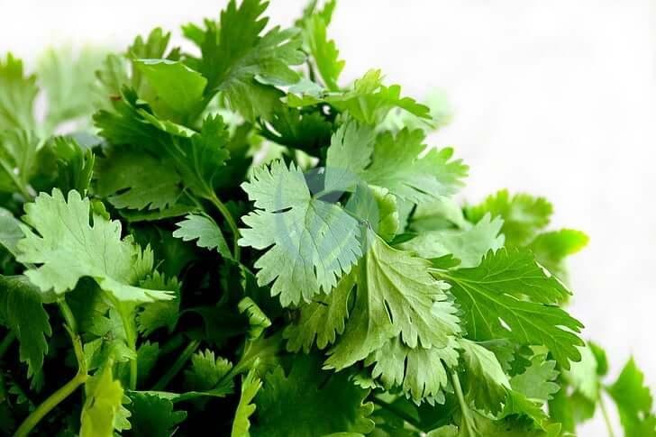 cilantro-herbs-food-green-preview