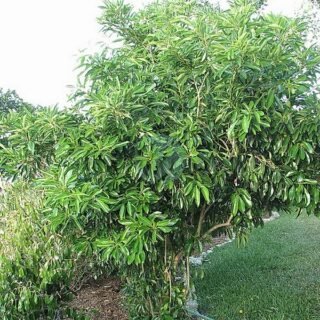 spathodea (tulipier du gabon) - الصورة 3