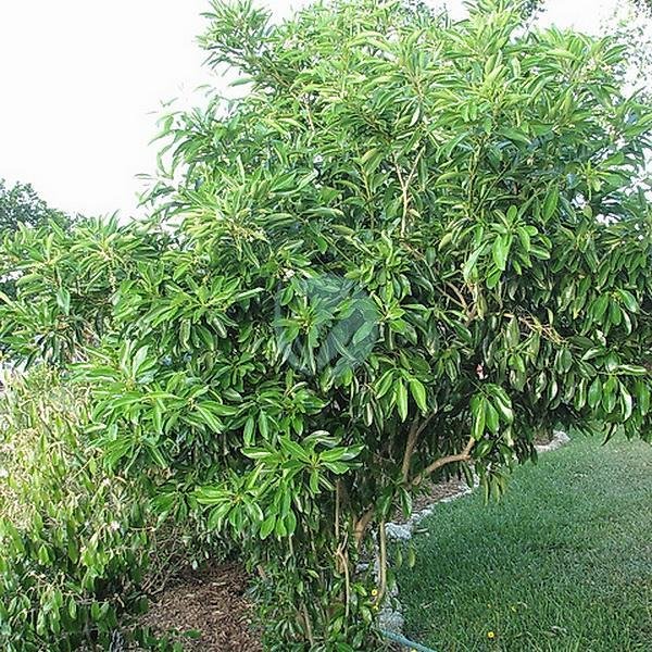 citharexylum-cotelets-maroc