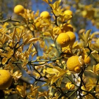 citron-beldi-320×320-23