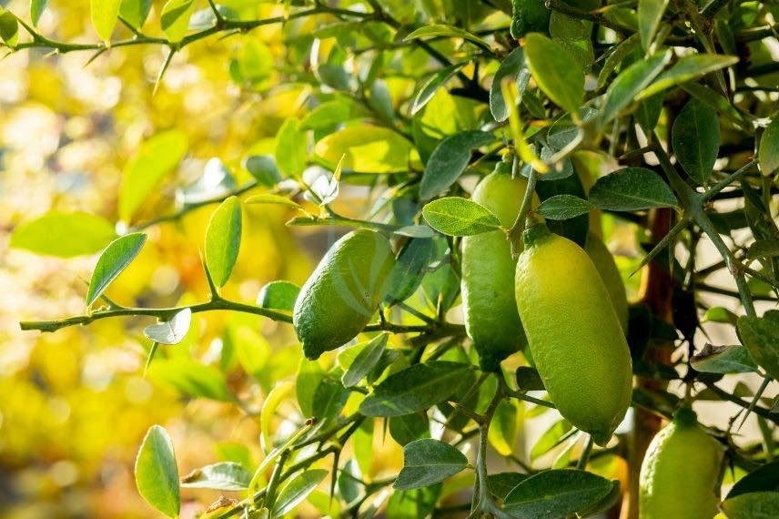 citronnier-caviar-jaune-maroc-2