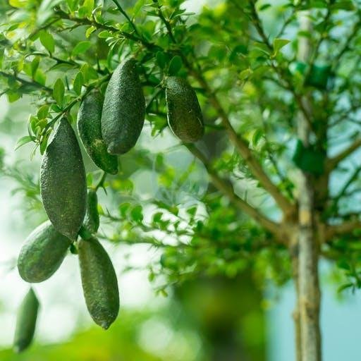 citronnier-caviar-microcitrus-australasica-3